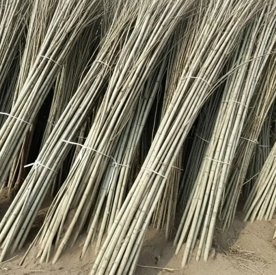 برترین نهال ها در غرب نهال ضمانتی|خدمات باغبانی و درختکاری|آبیک, |دیوار