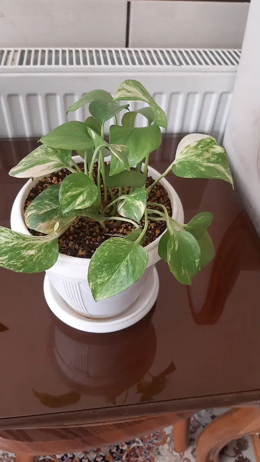 حراج گل پتوس و سانسوریا|گل و گیاه طبیعی|مبارکه, |دیوار