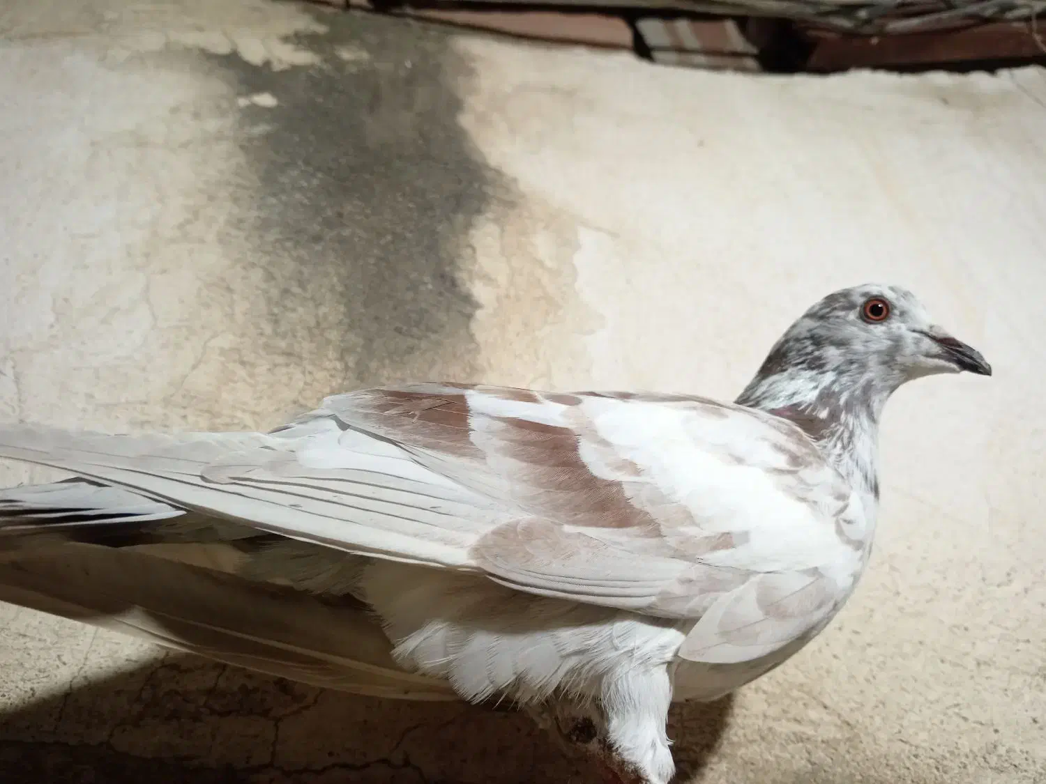 کفتر دورگ|پرنده|سرخنکلاته, |دیوار