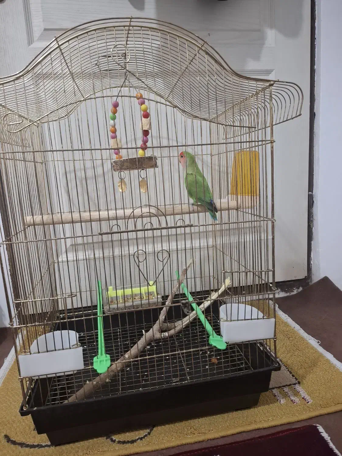 طوطی برزیلی|پرنده|ارومیه, |دیوار