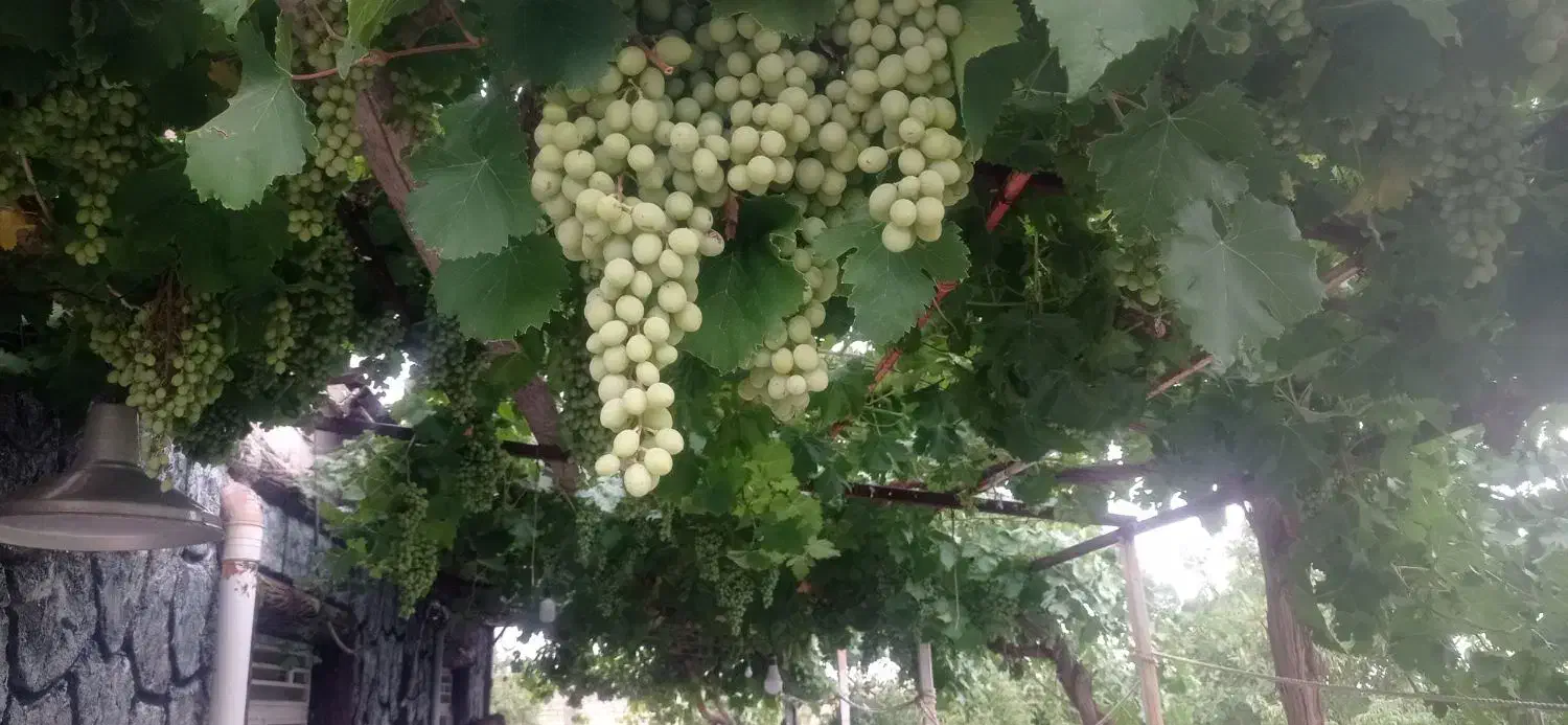 باغشهری|فروش زمین و ملک کلنگی|ارژن, |دیوار