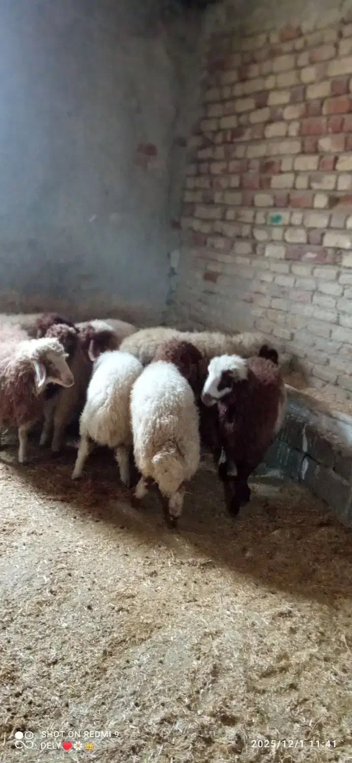 بره|حیوانات مزرعه|ایلام, |دیوار