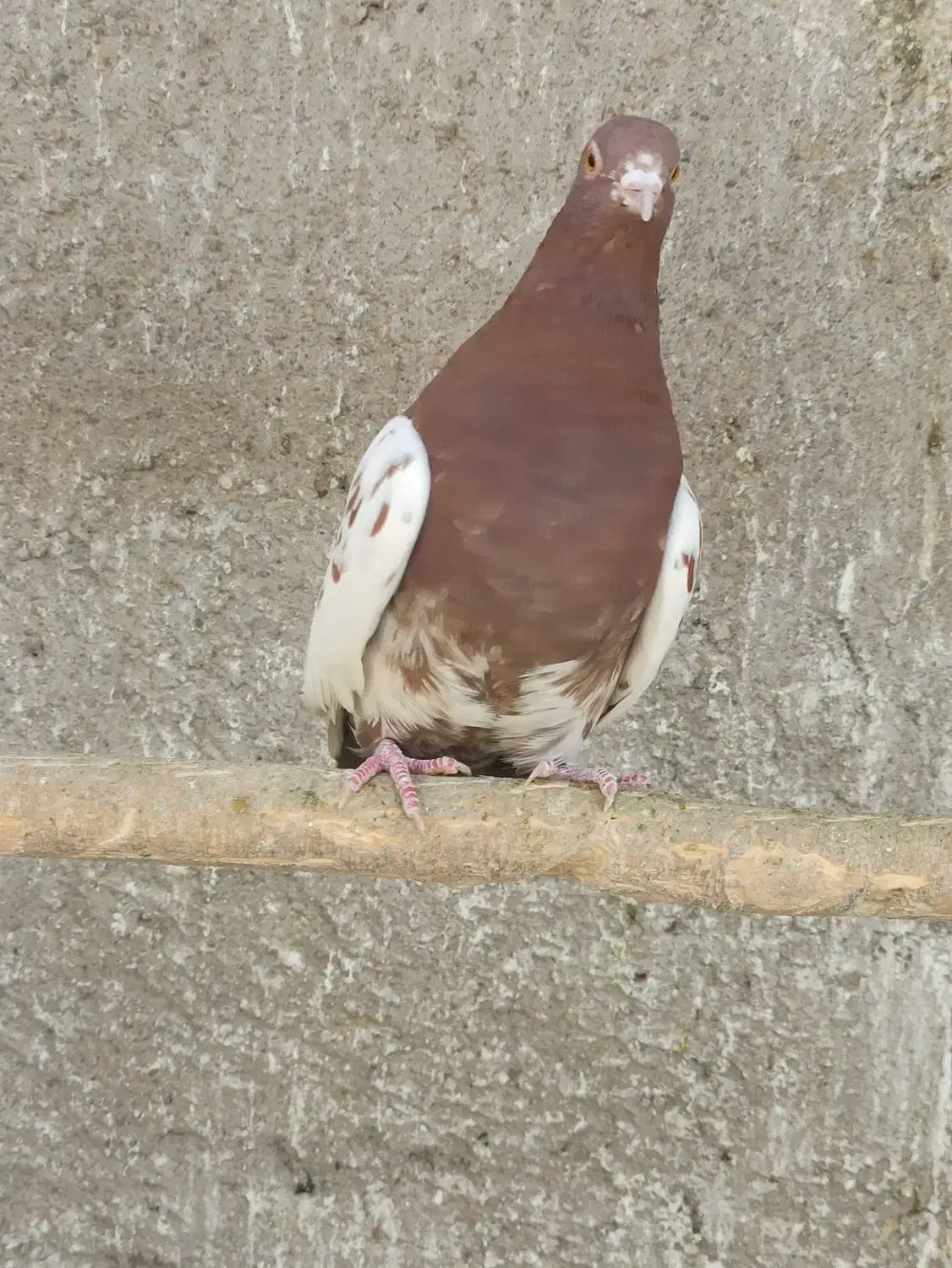 کبوتر کفتر کله ای|پرنده|شاهین‌شهر, عطار|دیوار