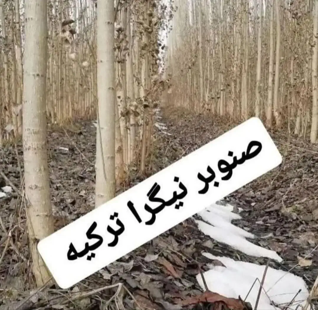 کاشت پاییزه نهال صنوبر  نیگرا ترکیه ای و دلتوییدس|خدمات باغبانی و درختکاری|نهاوند, |دیوار