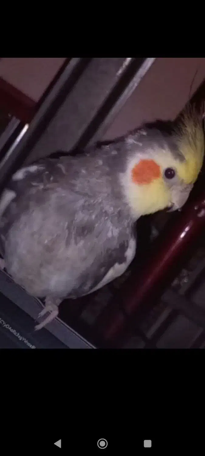 عروس هلندی گمشده|حیوانات|یزد, |دیوار