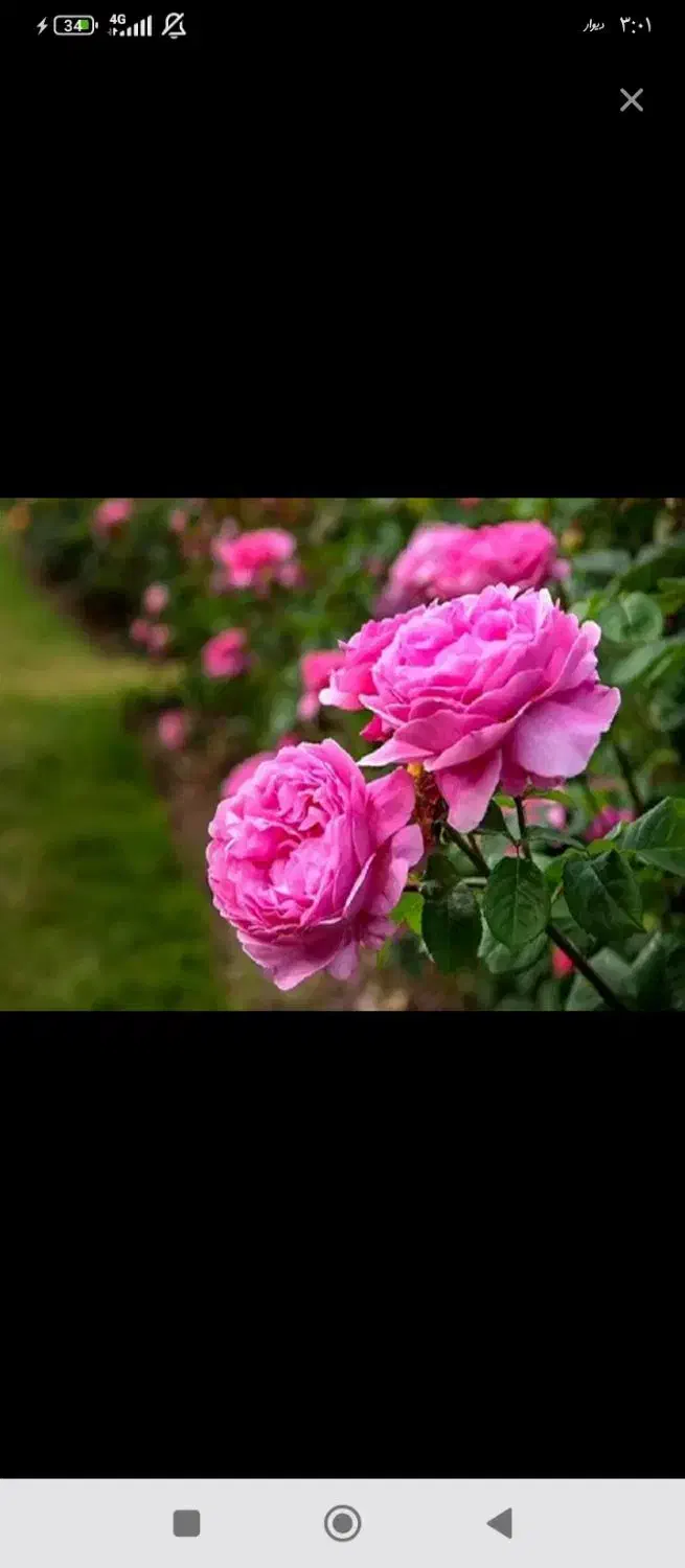 راهنمایی|فعالیت داوطلبانه|ابهر, |دیوار