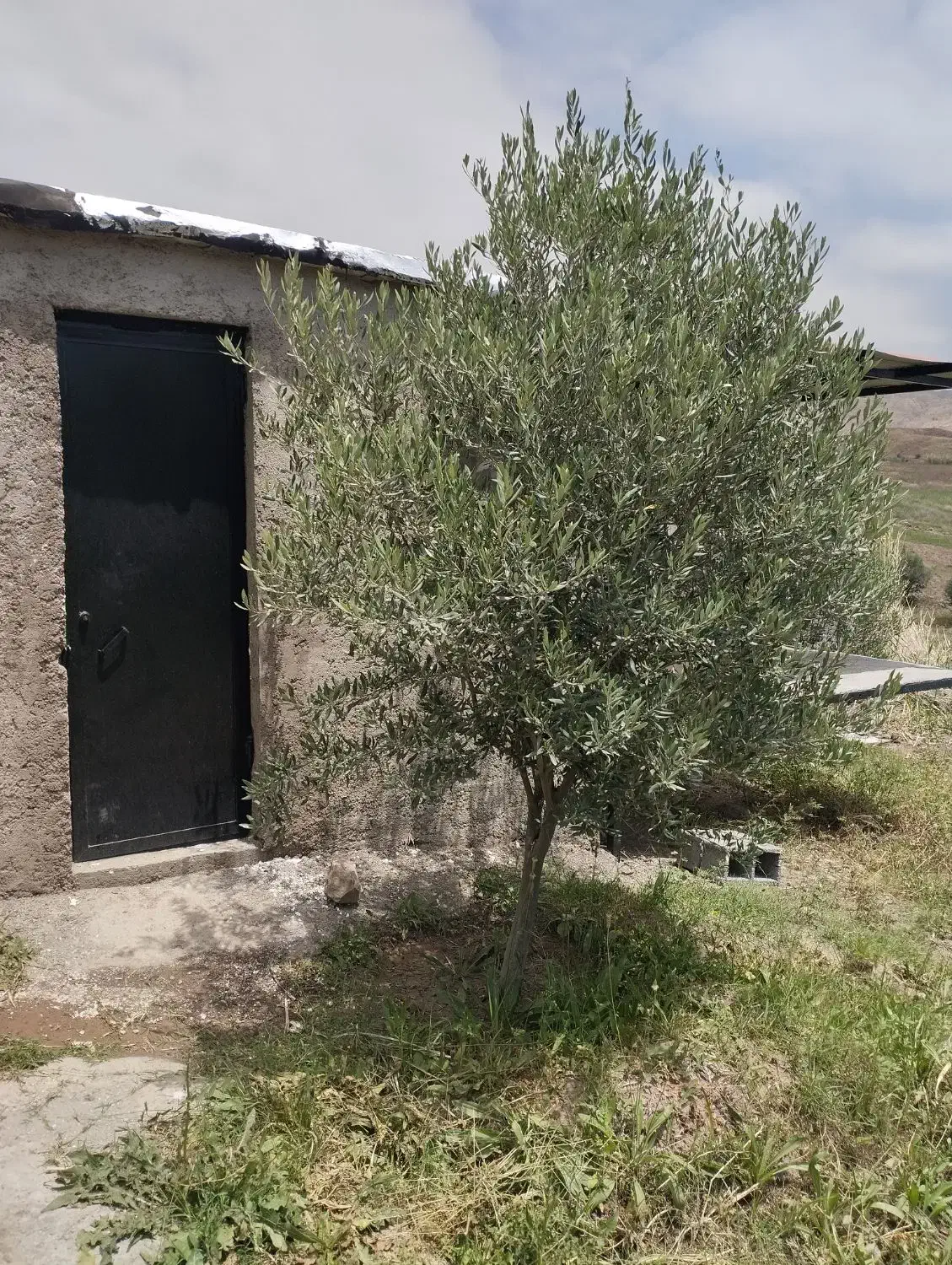 فروش باغ زیتون باسند|فروش زمین و ملک کلنگی|لوشان, |دیوار