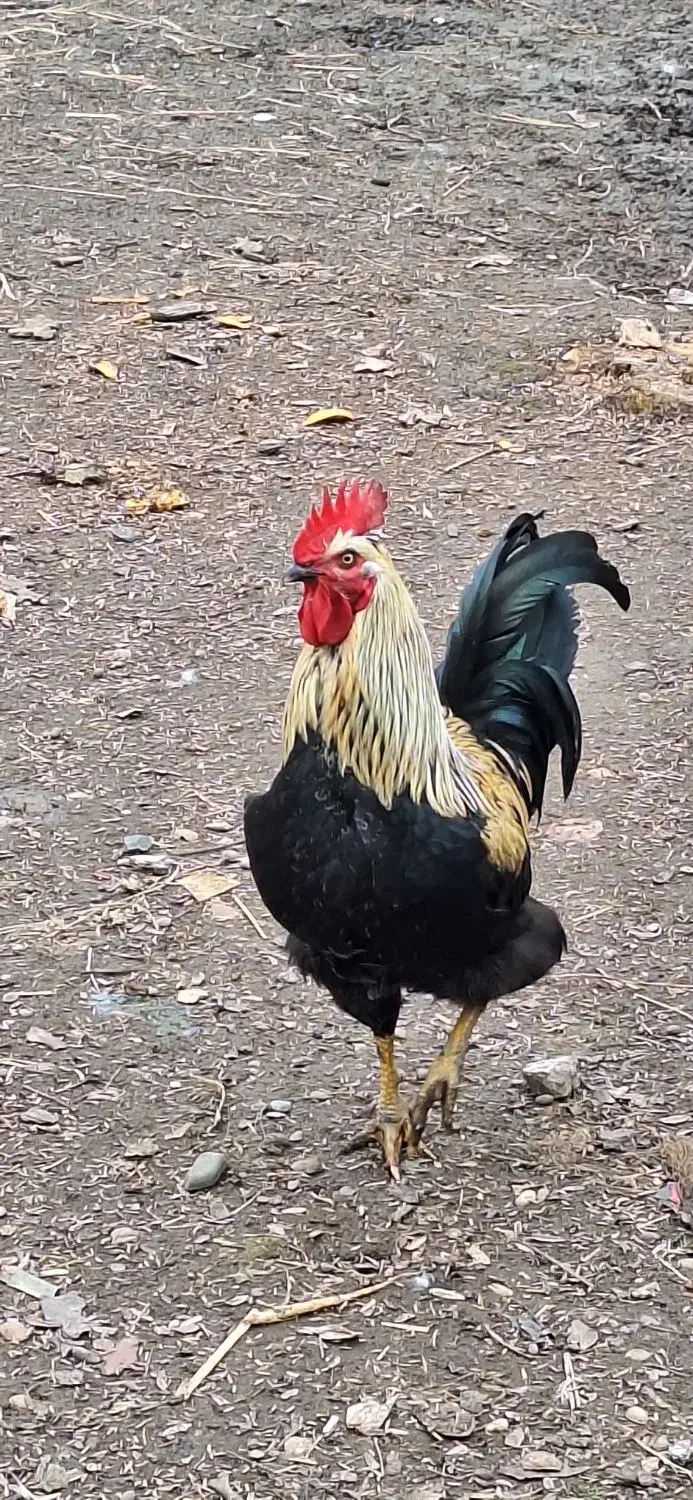 خروس محلی|حیوانات مزرعه|رشت, حومه رشت|دیوار