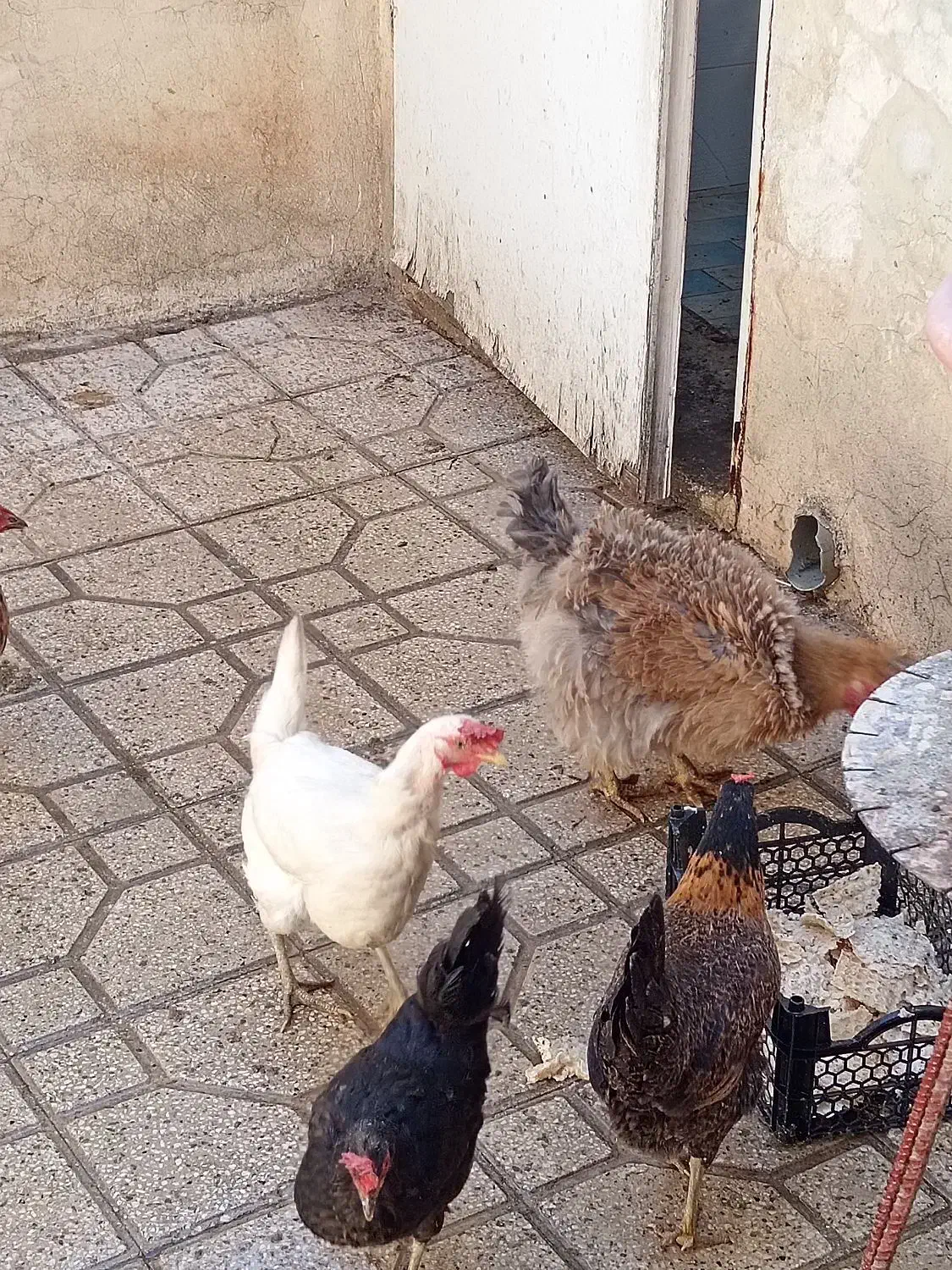 معاوضه مرغ فر با خروس|حیوانات مزرعه|شیراز, دانشگاه شیراز|دیوار