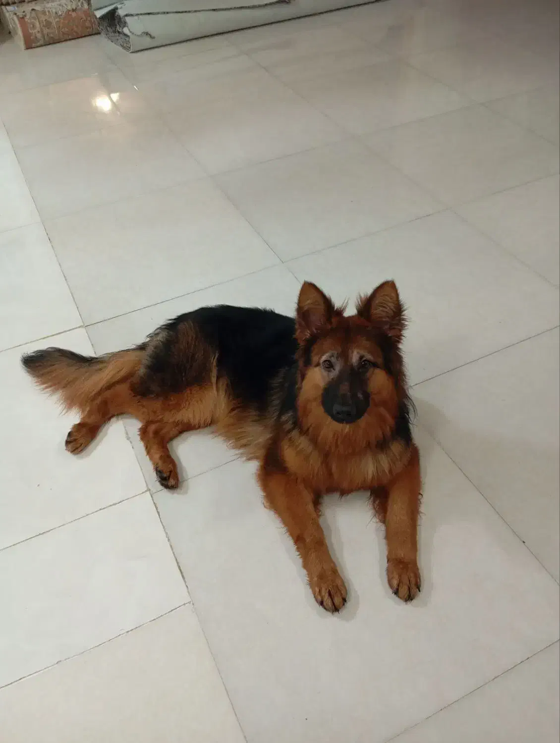 سگ ژرمن|سگ|اهواز, سپیدار|دیوار