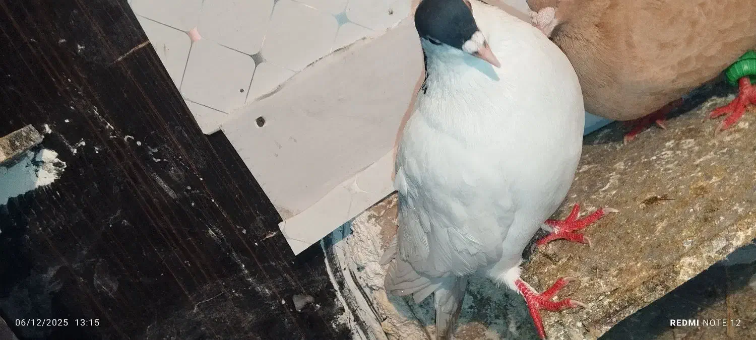 خال،ساده کاکلی،سینه جنگی|پرنده|چناران, |دیوار