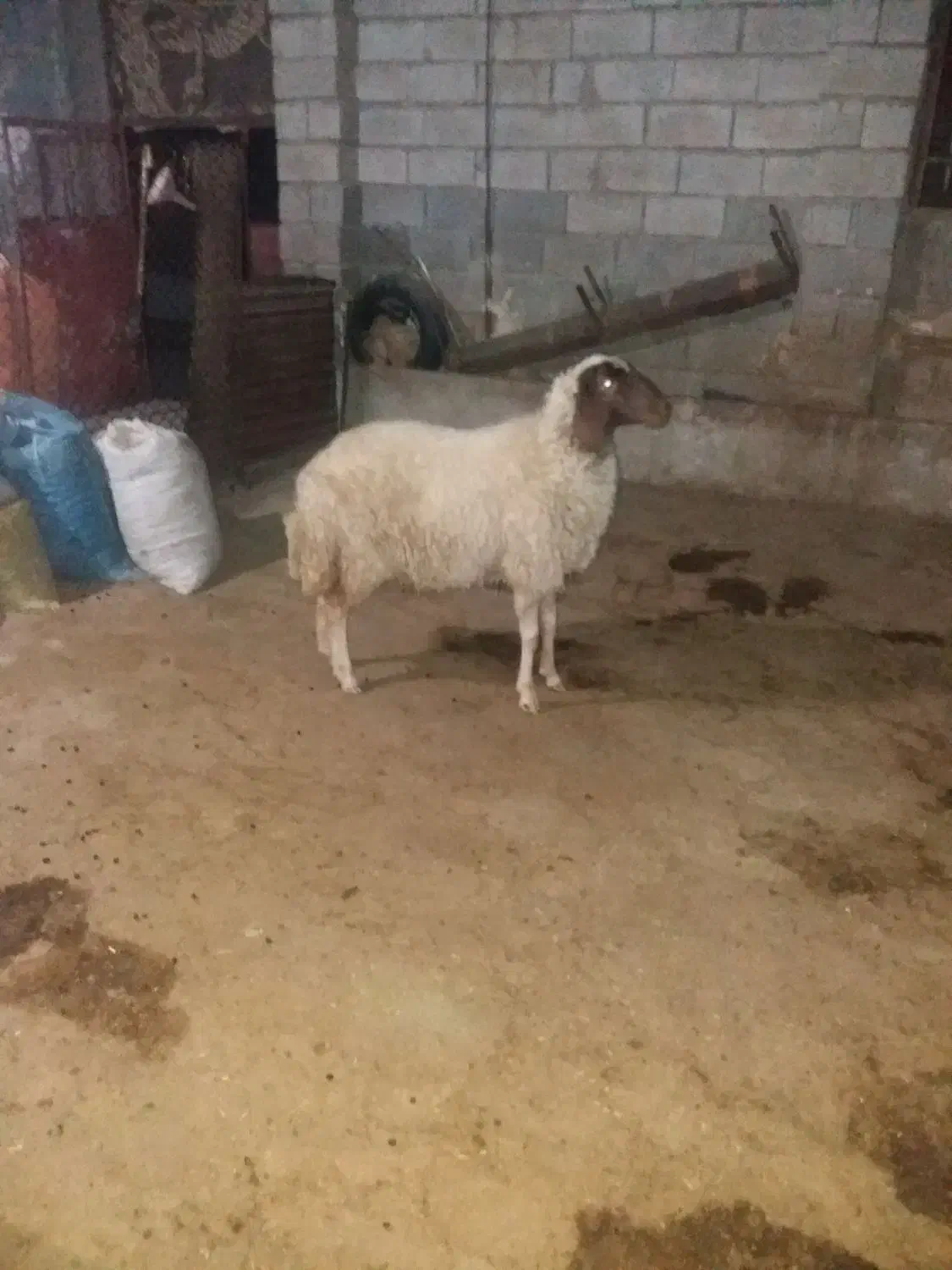 قیمت کیلو ۳۵۰/۰۰۰|حیوانات مزرعه|قلعه شاهین, |دیوار