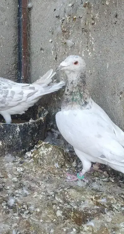 هفرنگ|پرنده|سبزوار, توحیدشهر|دیوار