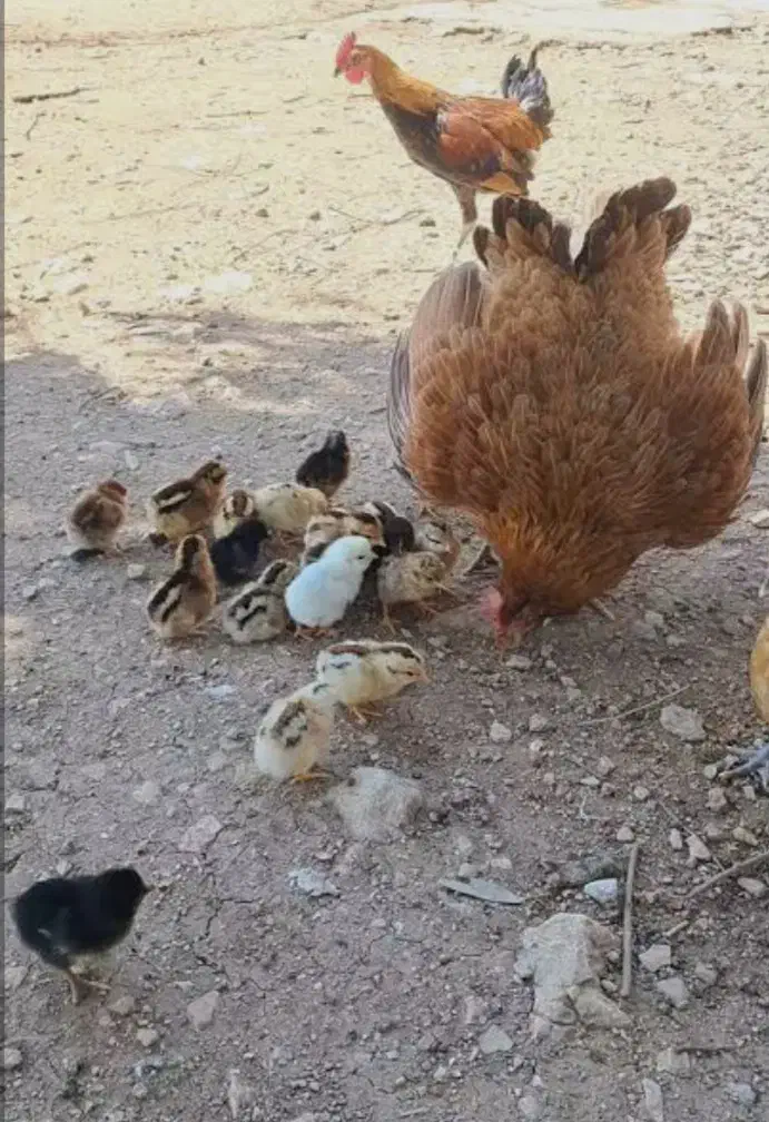 فروش مرغ جوجه|حیوانات مزرعه|جوانرود, |دیوار