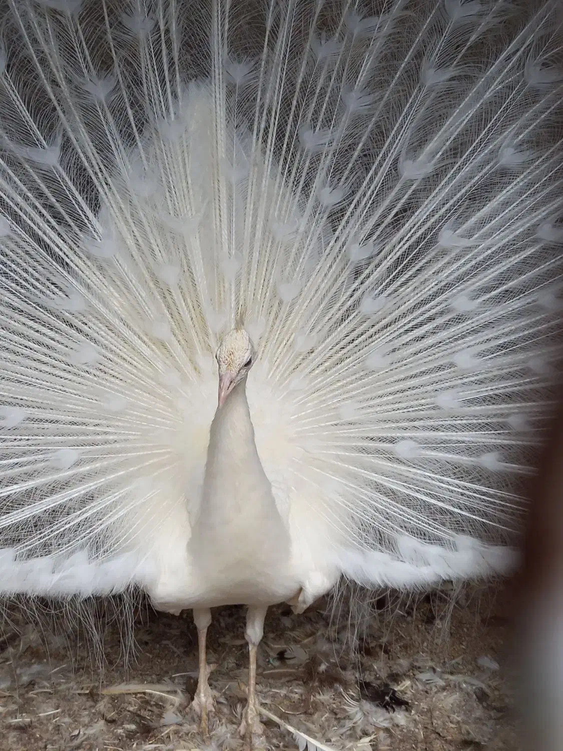 فروش طاووس و پرنده زینتی|پرنده|تهران, خلیج فارس|دیوار