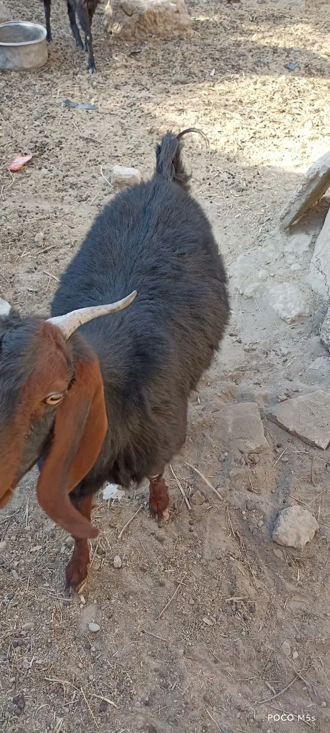 بز ابستن|حیوانات مزرعه|هامون, |دیوار