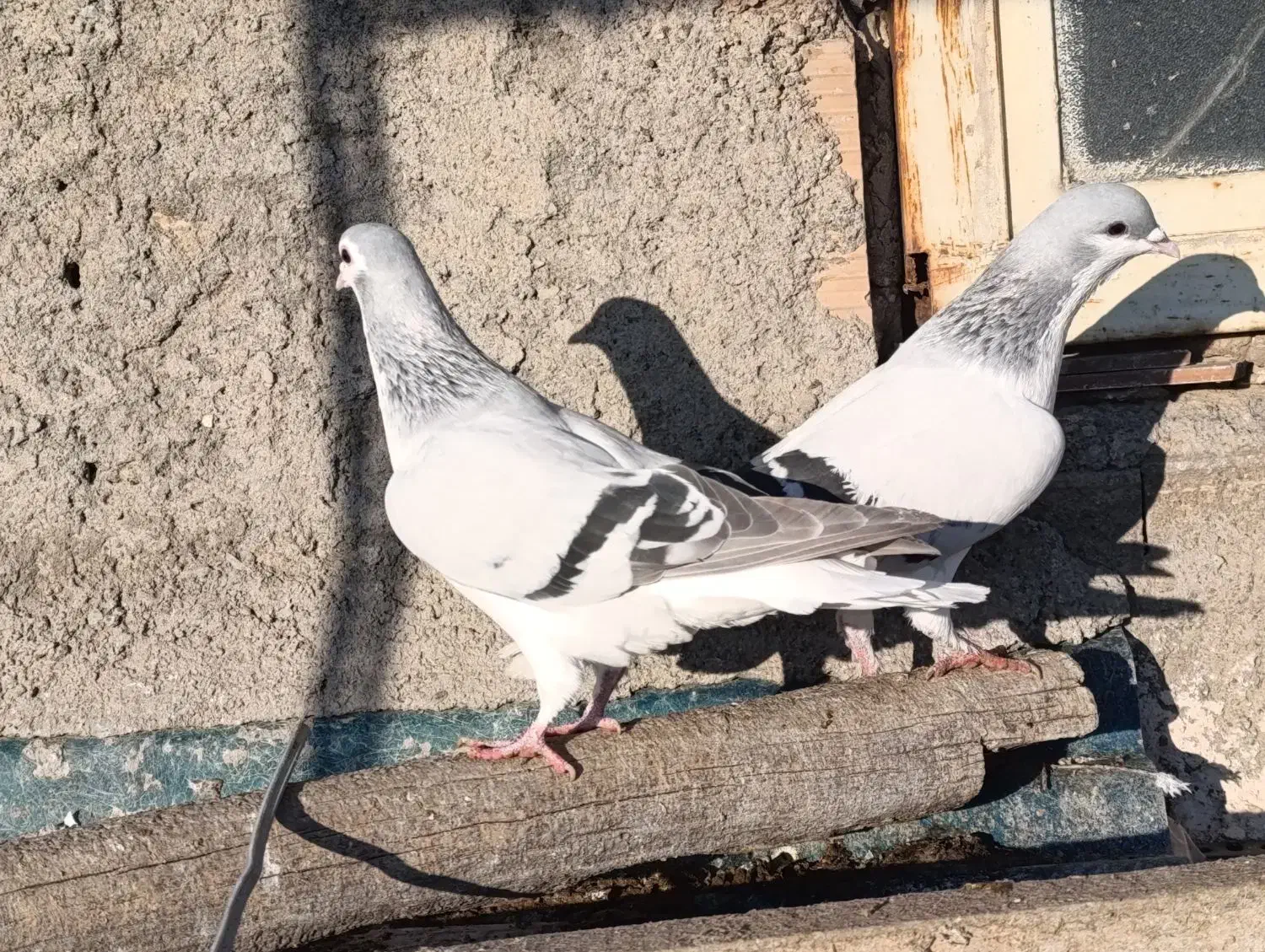 اصلی|پرنده|تهران, ترمینال جنوب|دیوار