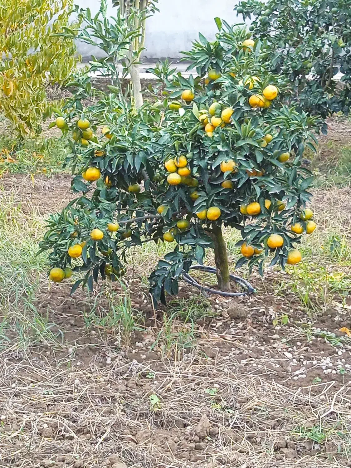 فروش نارنگی خرمالو از کشاورز به خریدار|خوردنی و آشامیدنی|بندر گز, |دیوار