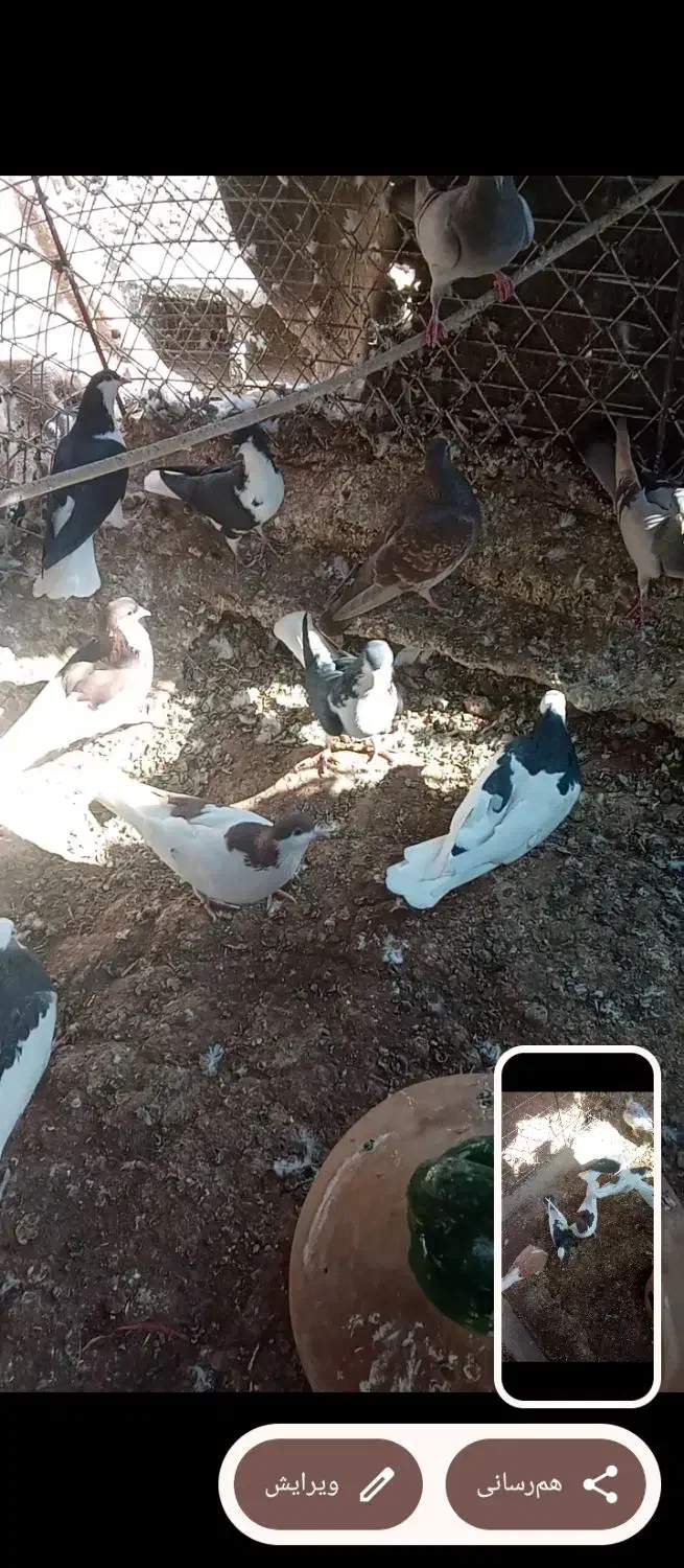 کبوتر|پرنده|اقبالیه, |دیوار