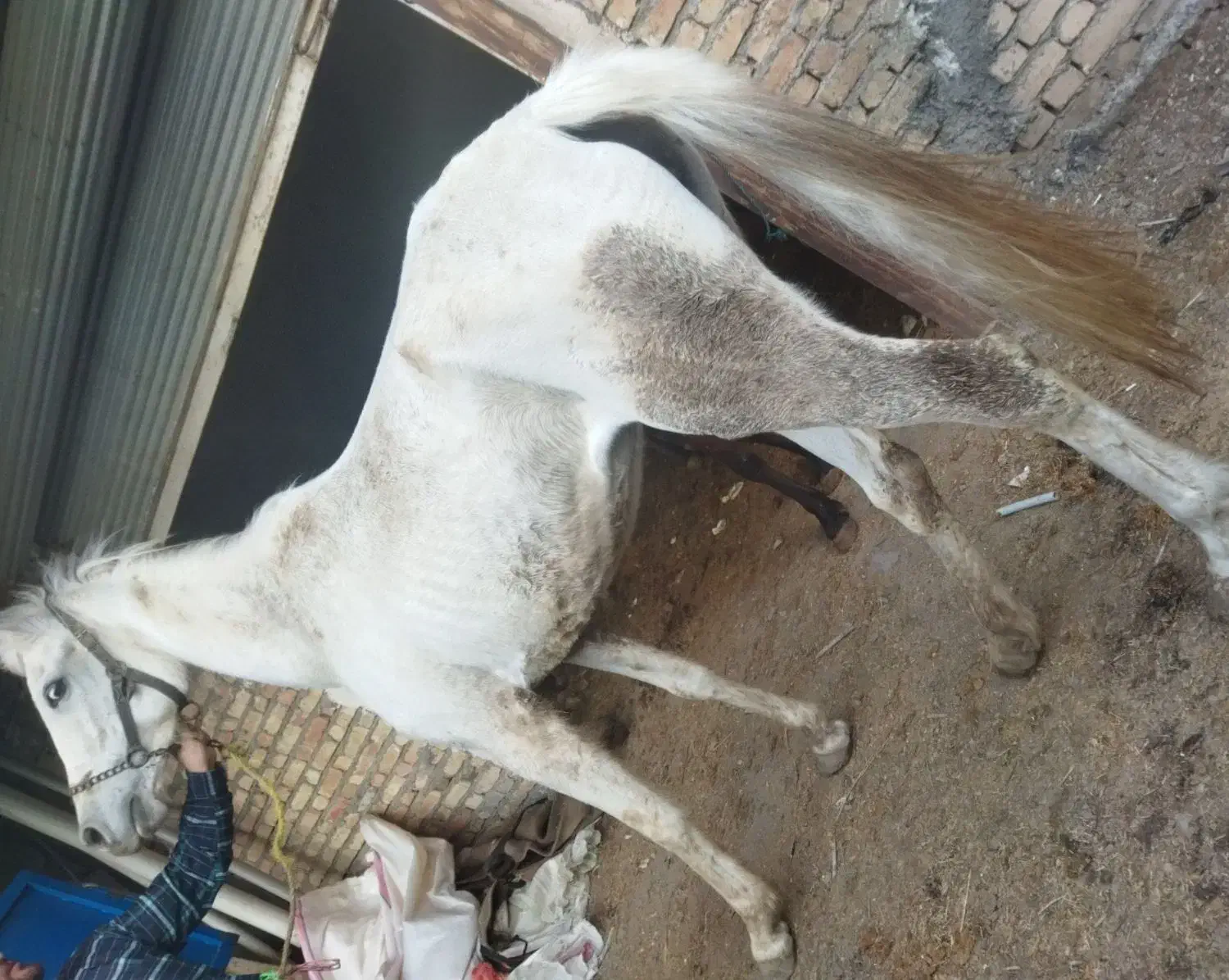 اسب|اسب و تجهیزات اسب‌سواری|جوانرود, |دیوار