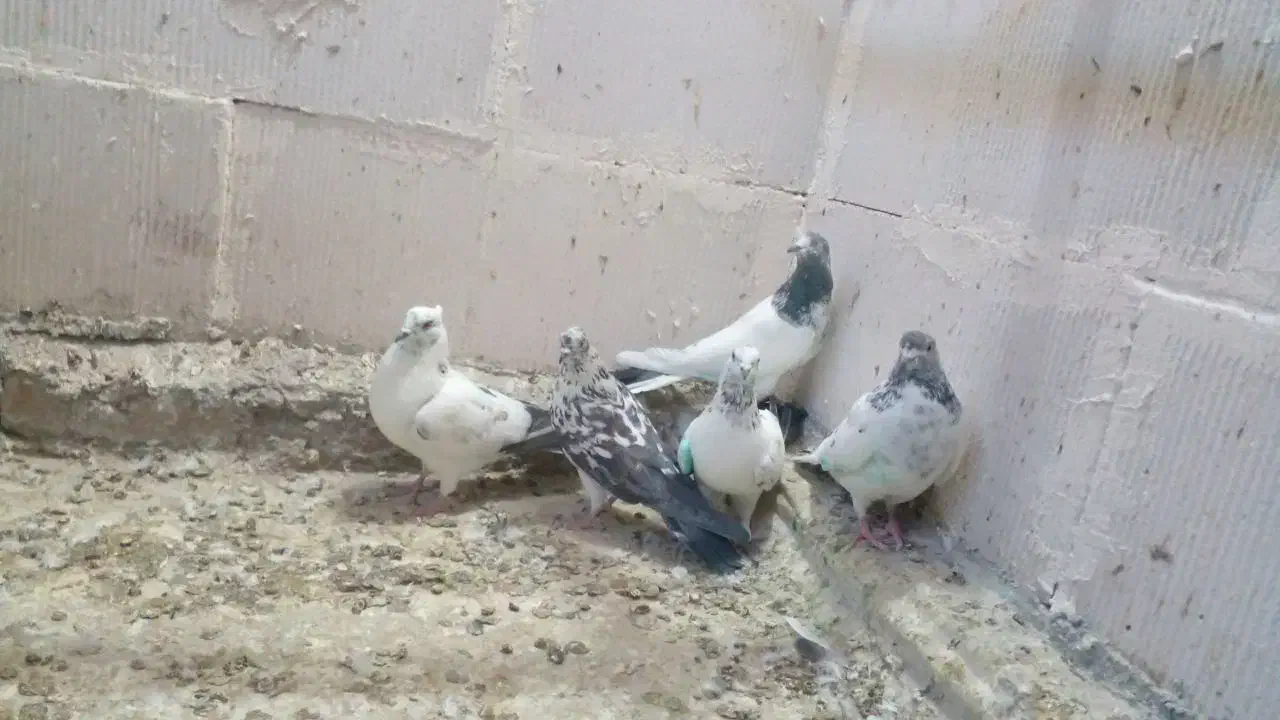 کبوتر پرشی|پرنده|شاهنجرین, |دیوار