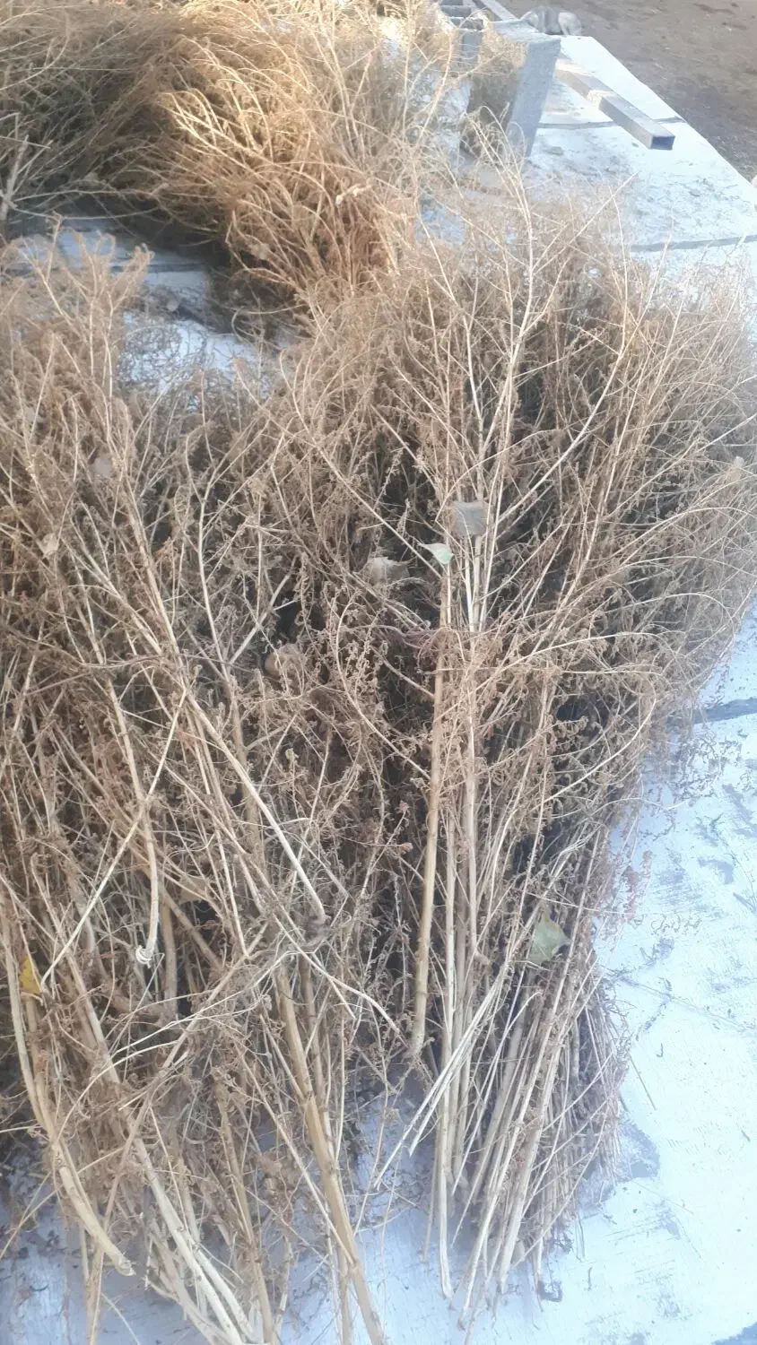 جارو|لوازم نظافت|خوی, |دیوار