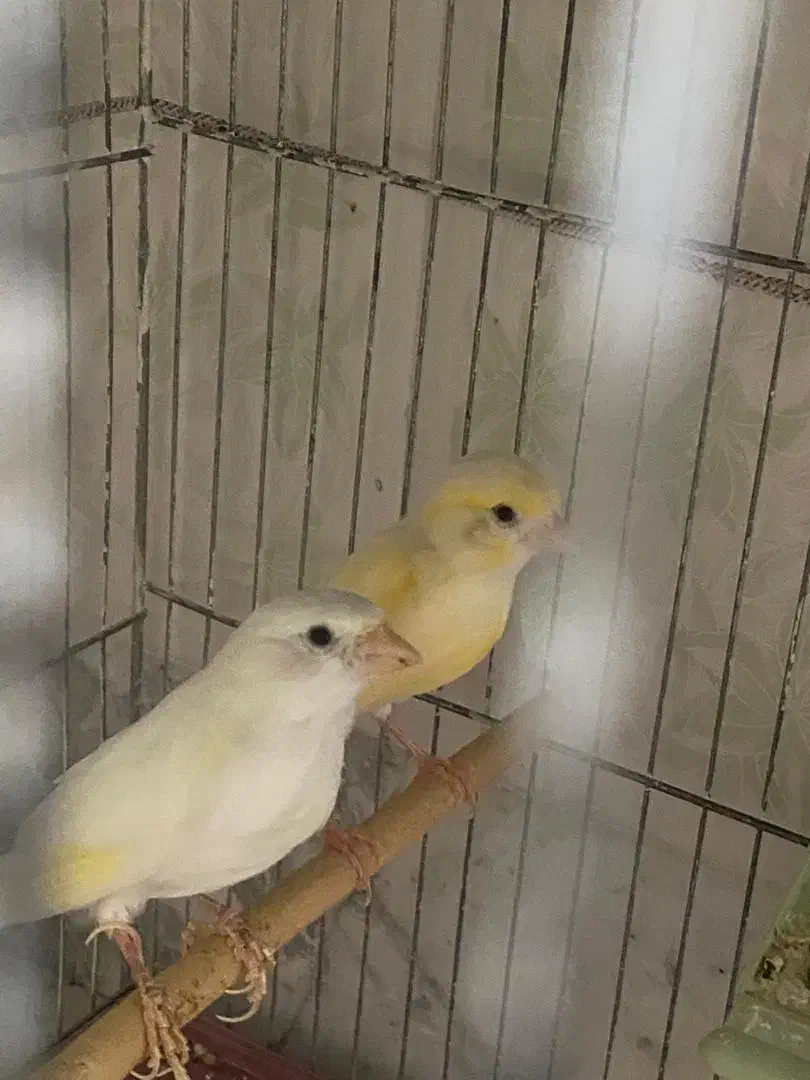 سه جفت قناری|پرنده|آران و بیدگل, |دیوار