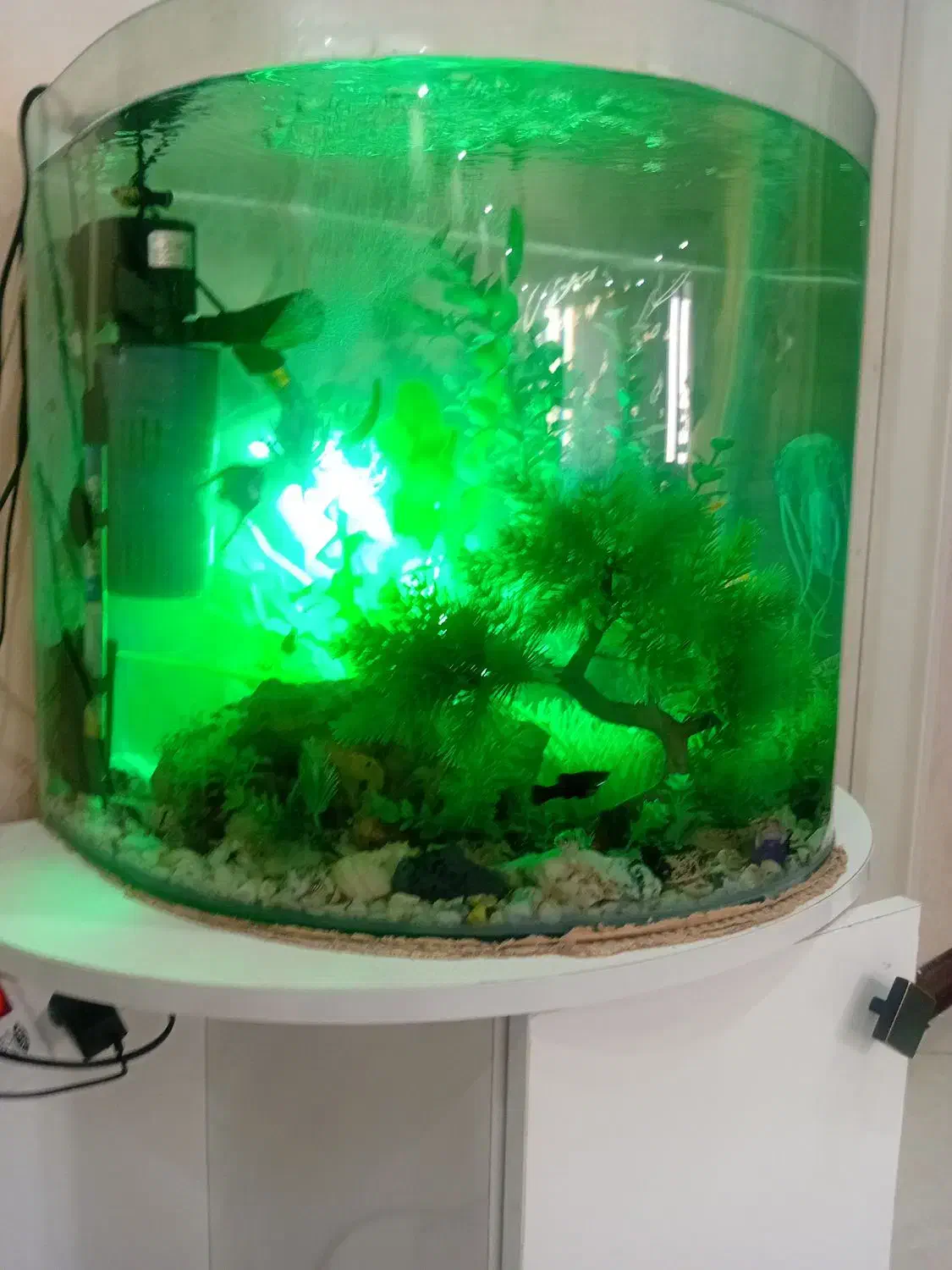 فروش آکواریوم شیشه خم.|ماهی|نیشابور, شهرک فرهنگیان|دیوار