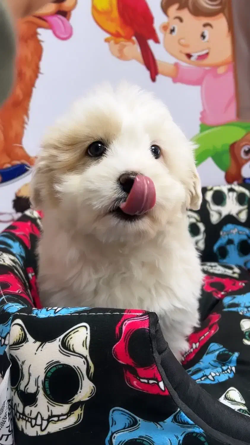 توپولوهای‌ سفید|سگ|تبریز, |دیوار