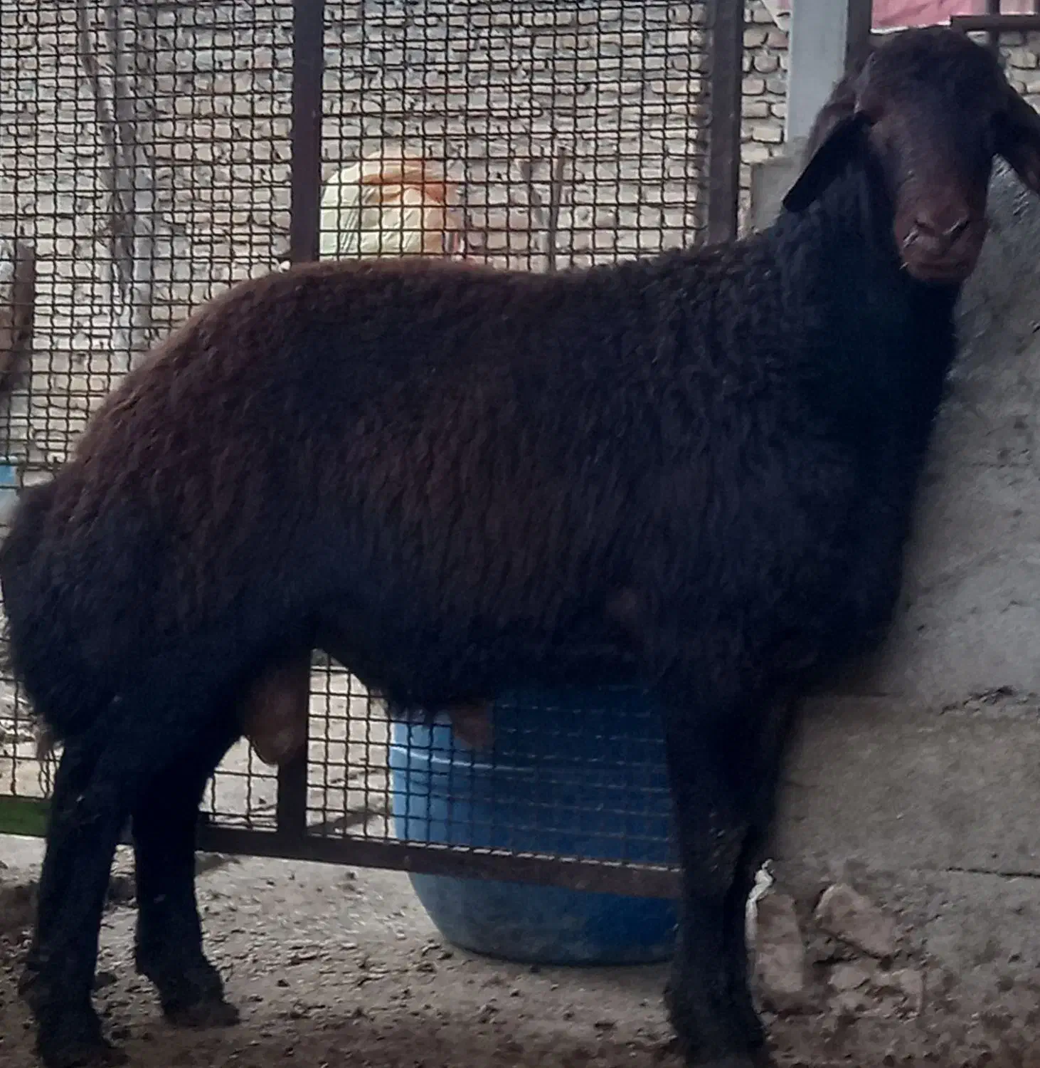 گوسفند ۱راس بره کردستانی قوچی|حیوانات مزرعه|گرگان, |دیوار