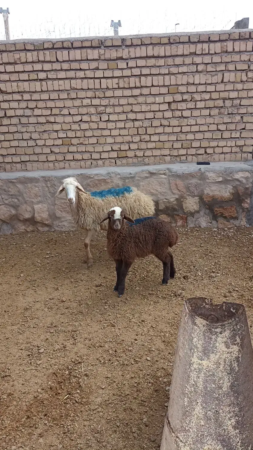 میش داشتی|حیوانات مزرعه|چناران, |دیوار