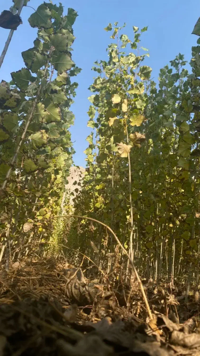 صنوبر نیگرا|خدمات باغبانی و درختکاری|چالدران, |دیوار