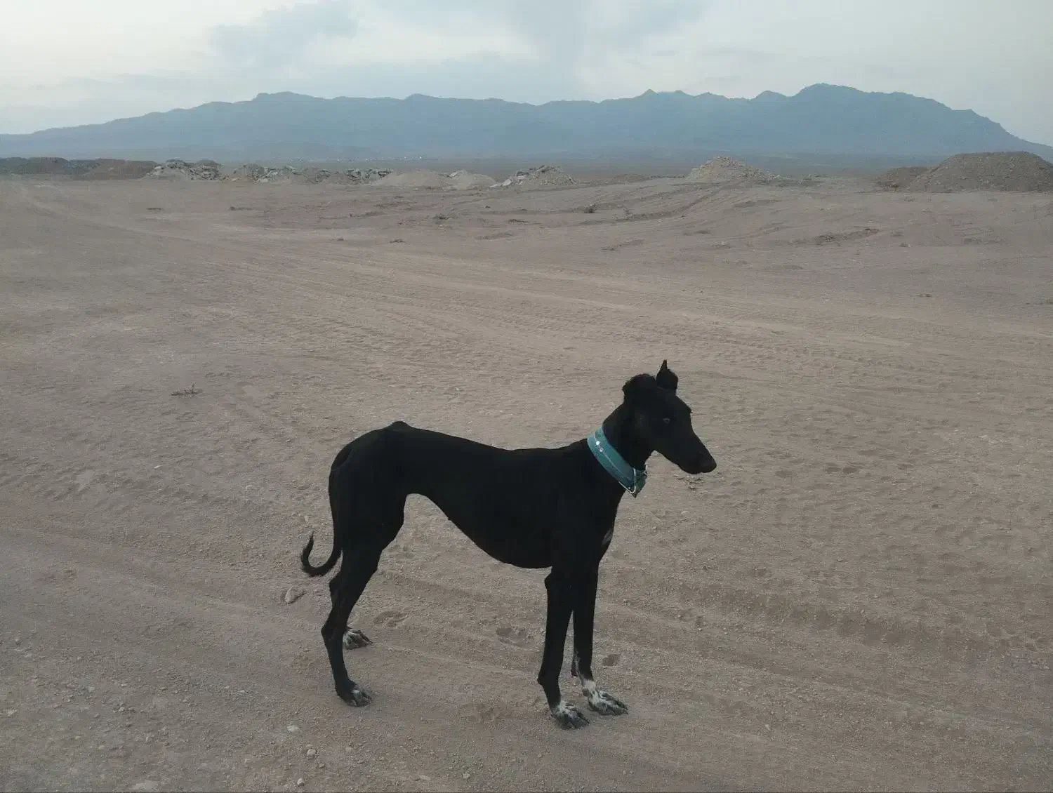 تازی گمشده|سگ|دلیجان, |دیوار