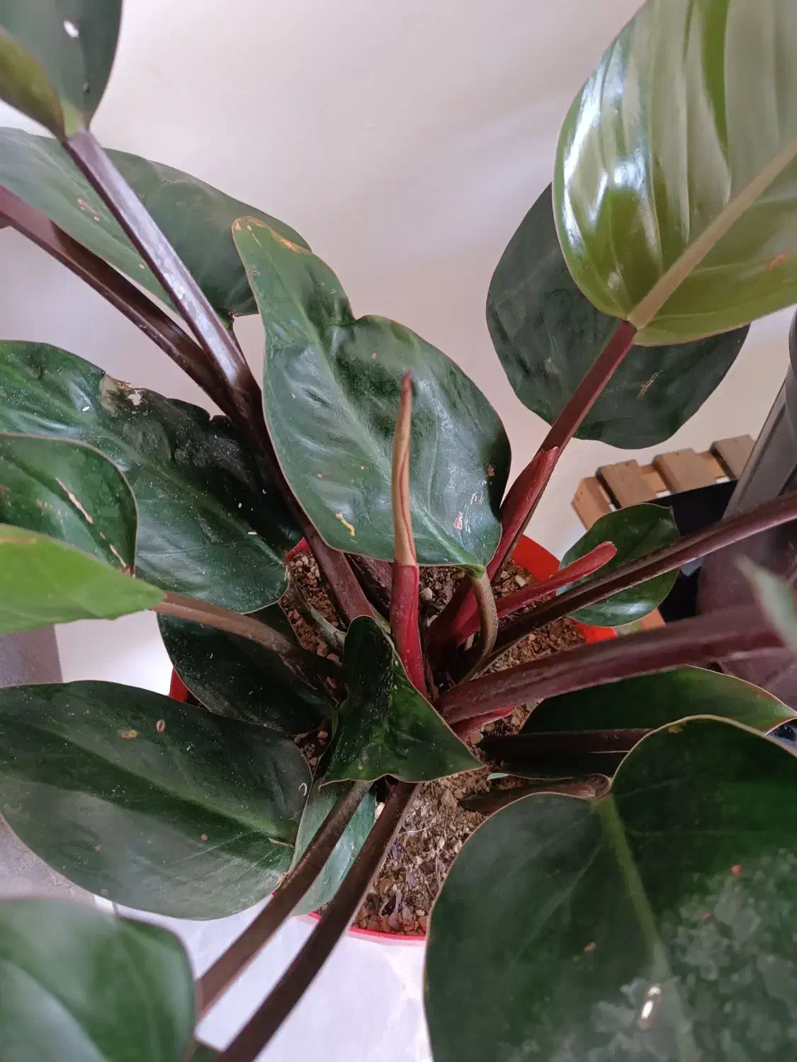 تعدادی گل|گل و گیاه طبیعی|فولادشهر, مسکن مهر فولادشهر|دیوار