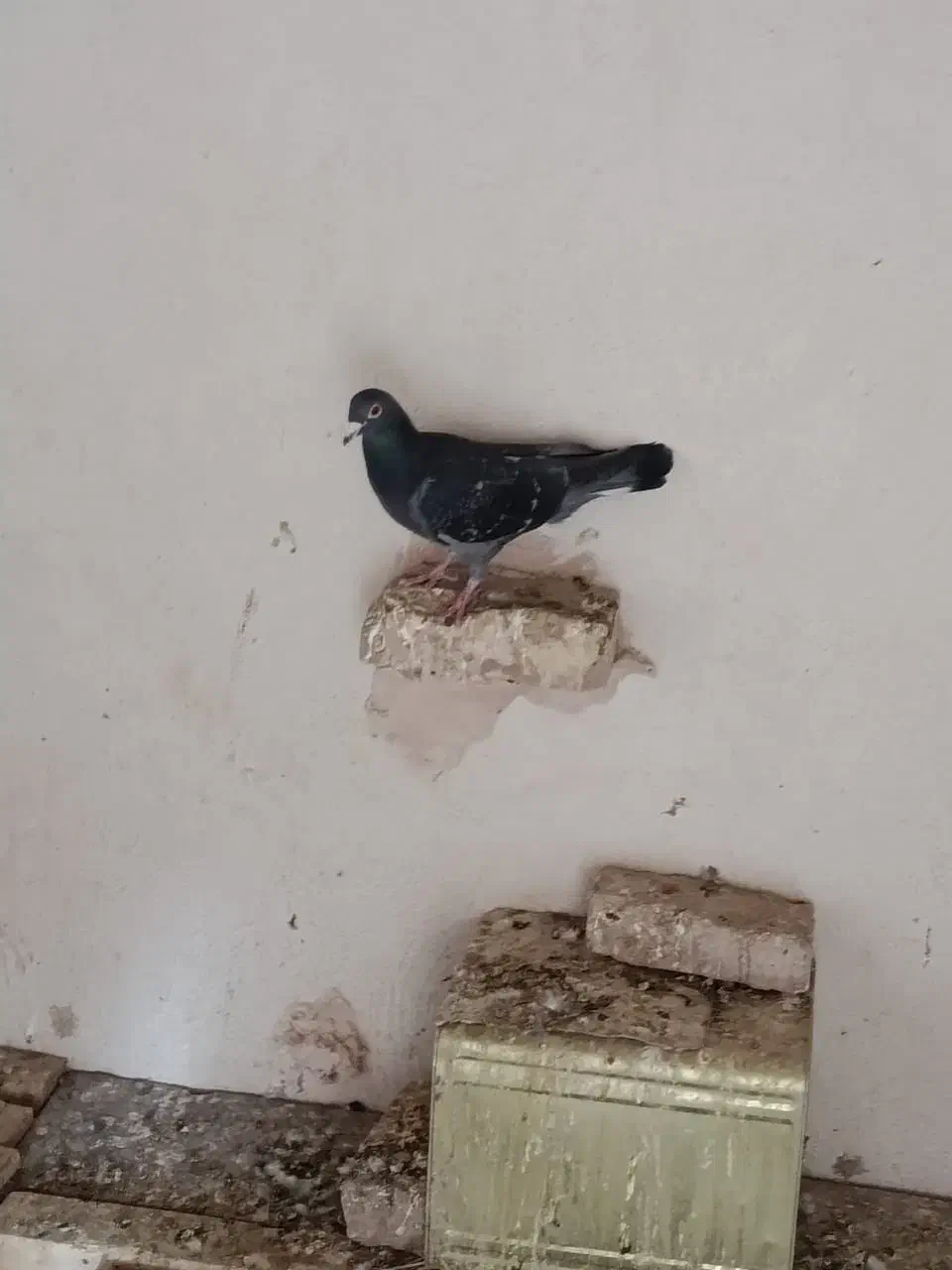 کفترپلاکی|پرنده|یزد, |دیوار