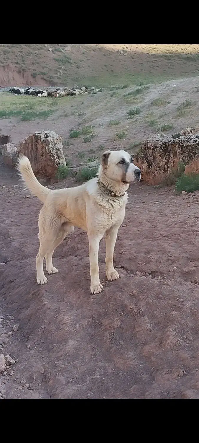 1111|سگ|زاوین, |دیوار