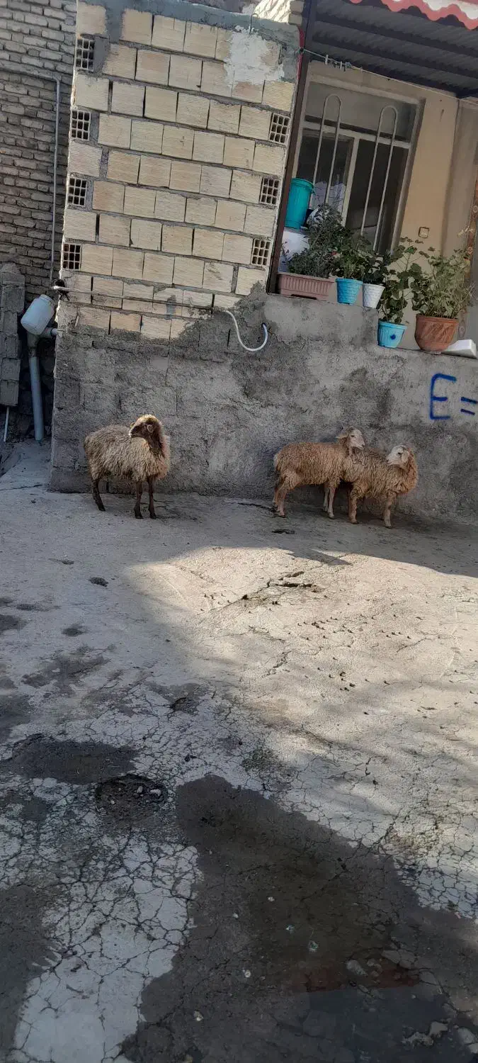 سه راس نرو ماده برا نگهداری|حیوانات مزرعه|مشگین شهر, |دیوار