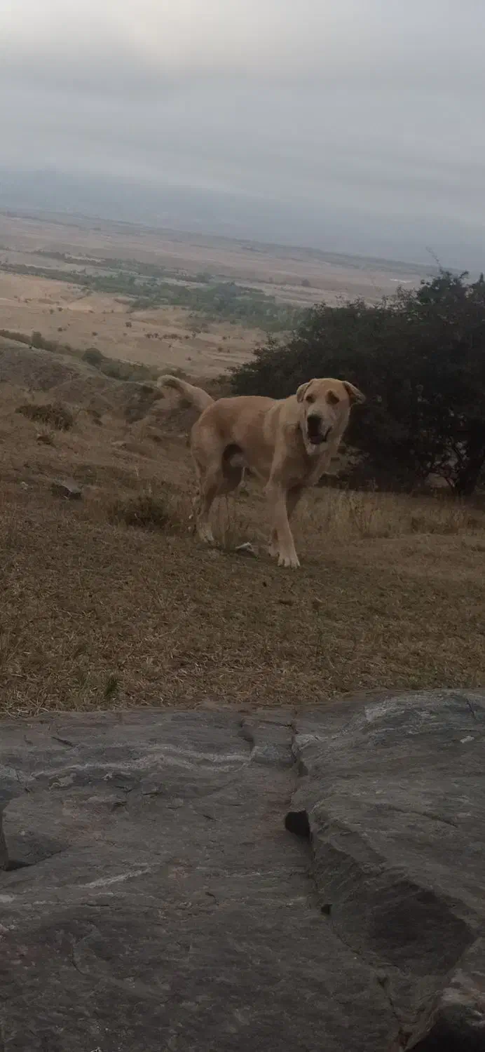 سگ عراقی|سگ|مشگین شهر, |دیوار