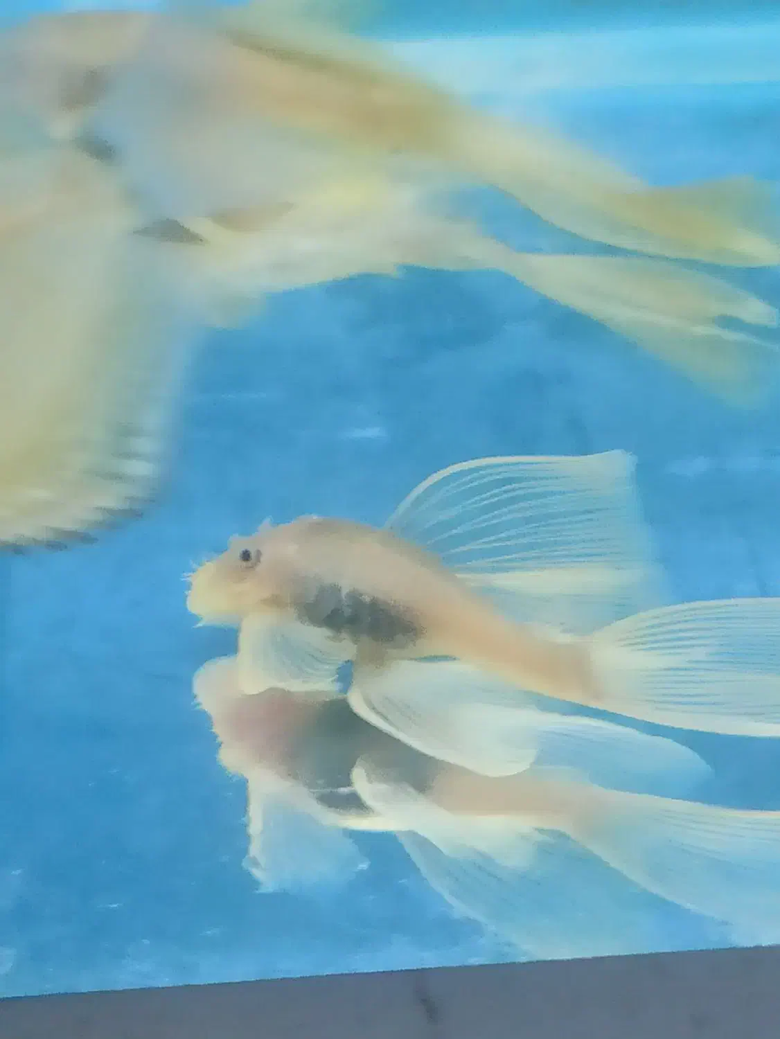 پوزه بوته ای سوپر باله|ماهی|اسلام‌شهر, زرافشان|دیوار