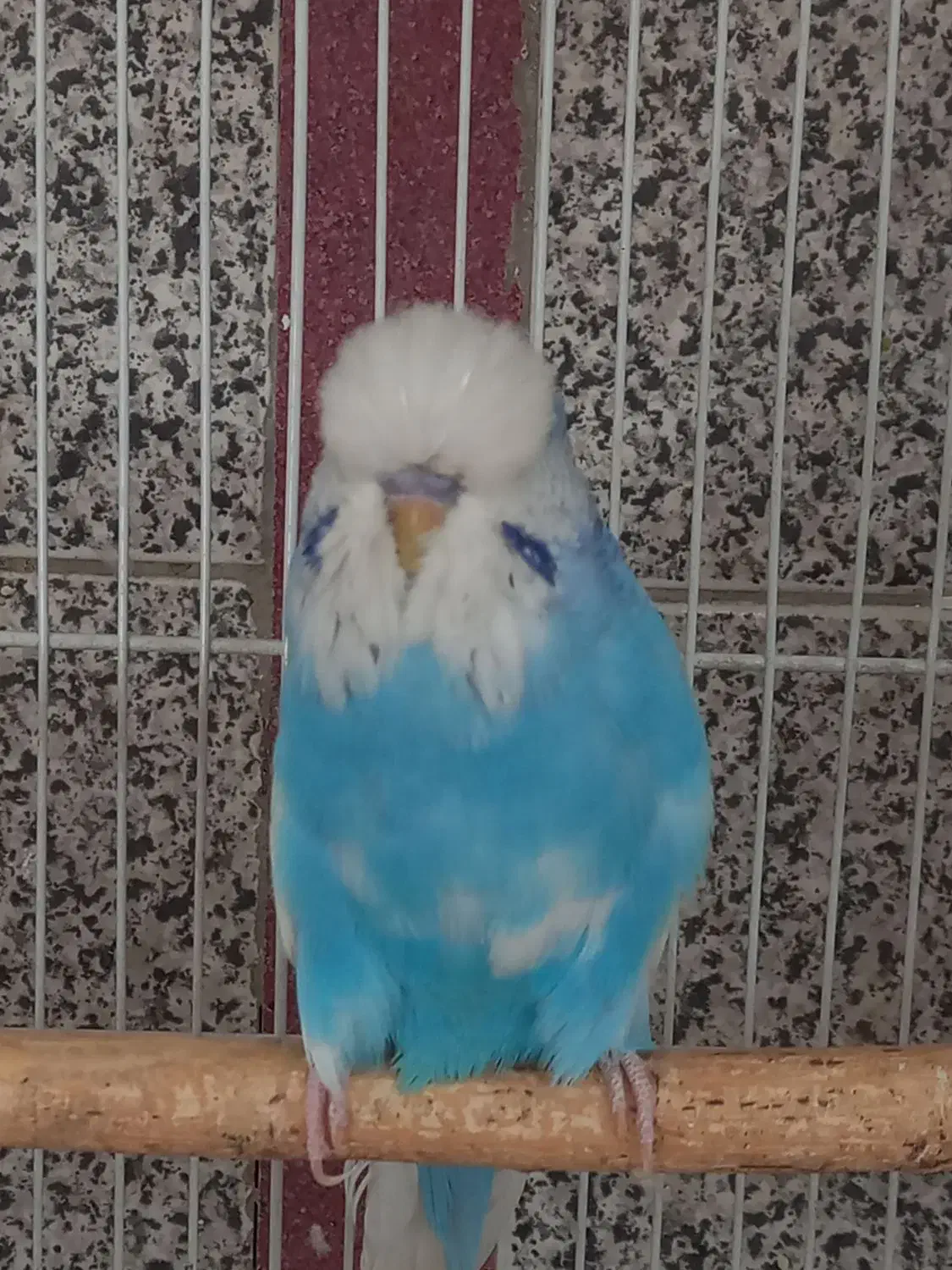 مرغ عشق انگلیسی گرید A|پرنده|اسلامشهر, باغ فیض|دیوار