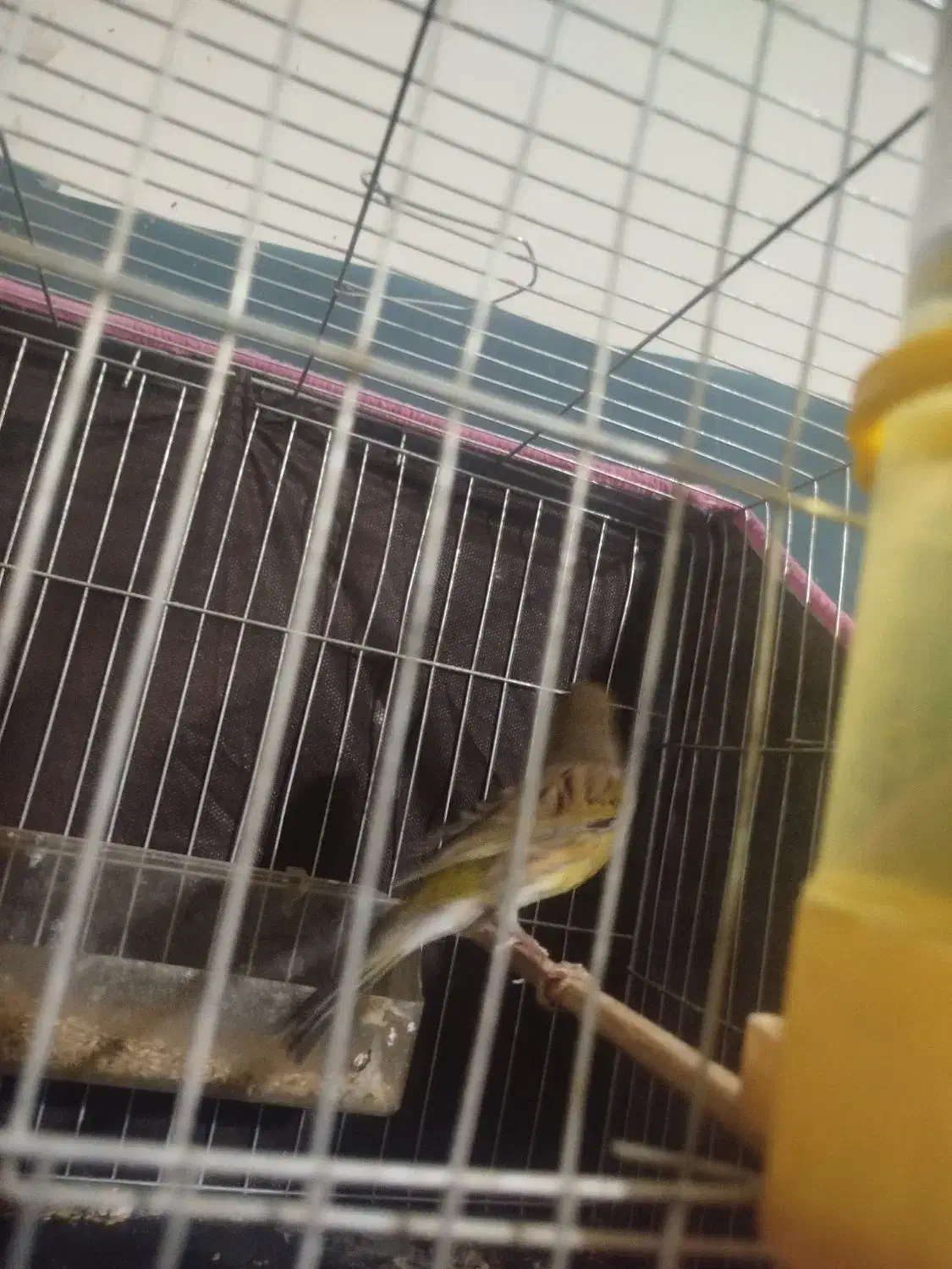 قناری|پرنده|کرمان, |دیوار