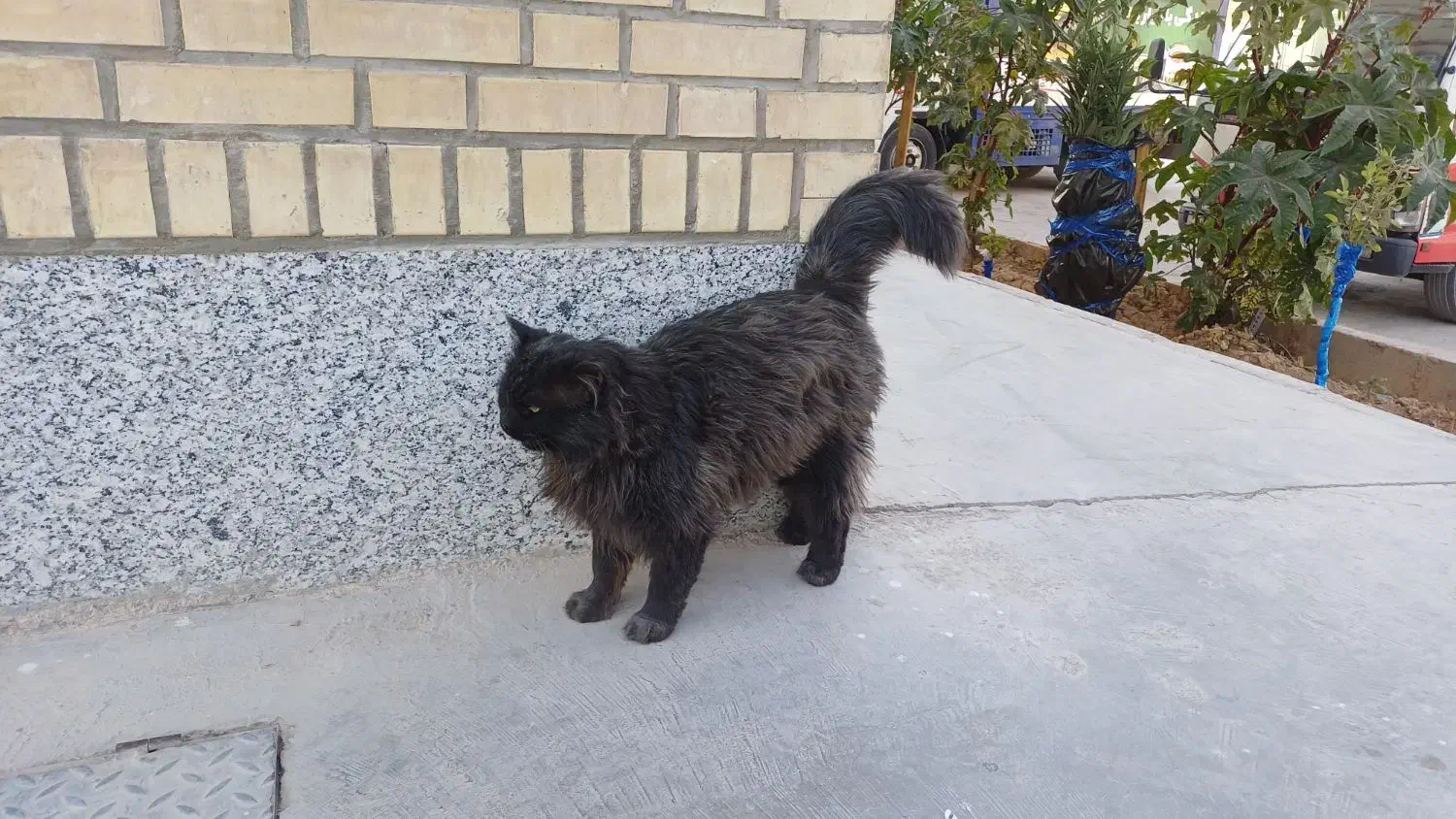 پرشین کت پیدا شده|گربه|شاهینشهر, بنیاد ازدواج|دیوار