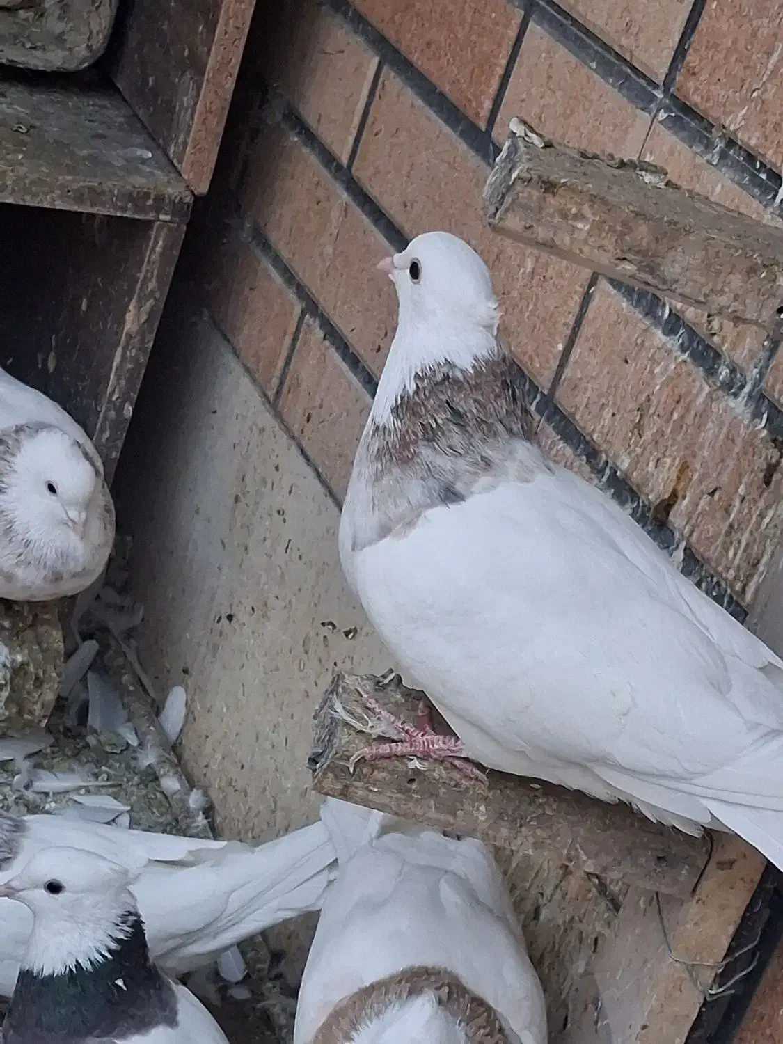 طوقی نر|پرنده|نجف‌آباد, امیرآباد|دیوار