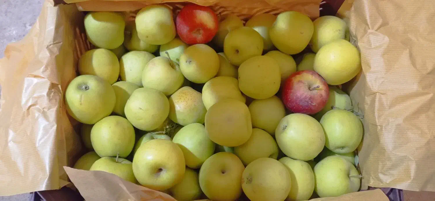 فروش سیب درجه 2|حراج|مراغه, |دیوار