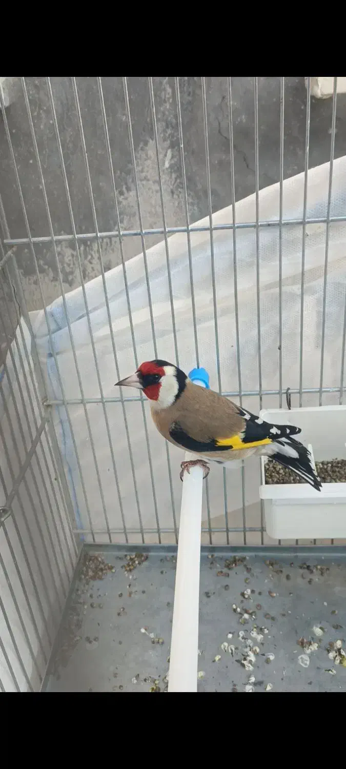 سهره نقاب پهن|پرنده|صحنه, |دیوار