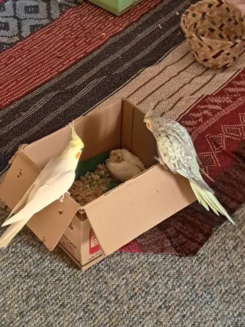 عروس هلندی نر و ماده با جوجه و وسایل|پرنده|چغادک, |دیوار