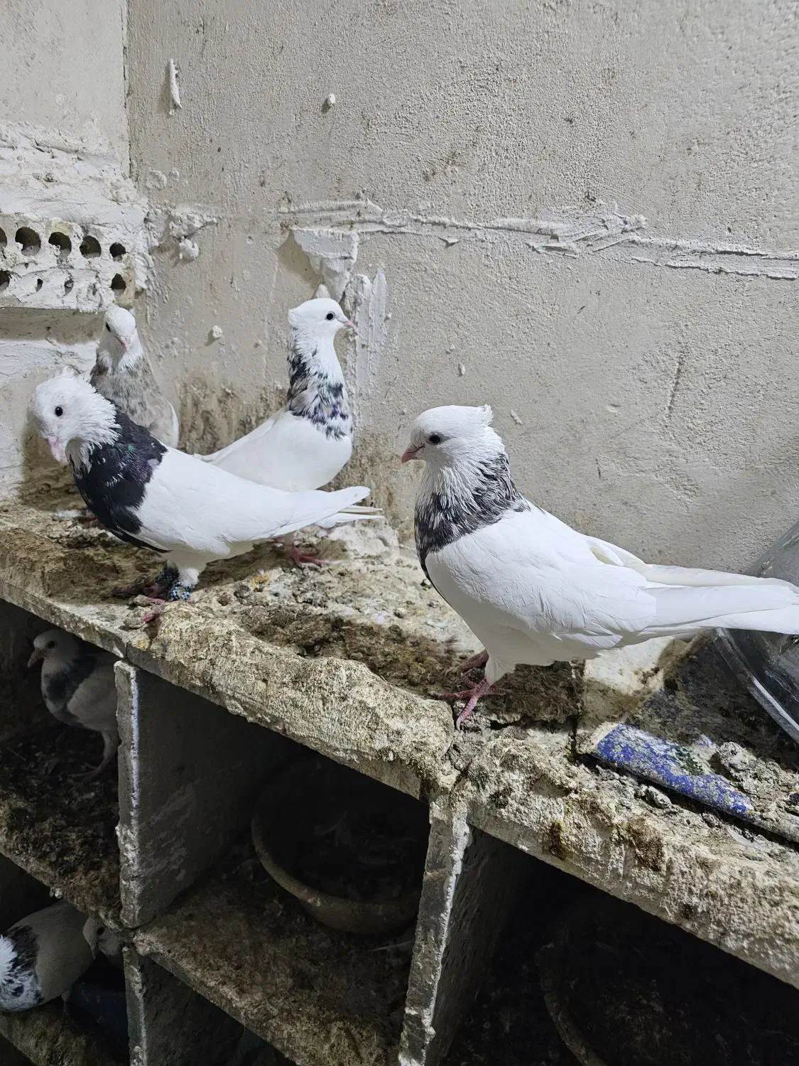 کبوتر|پرنده|بهبهان, |دیوار