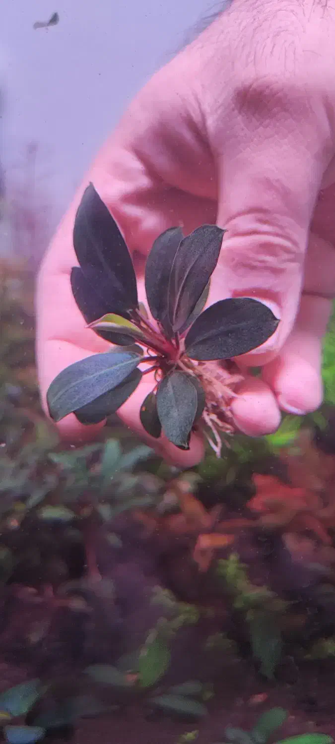 گیاه خاص آکواریوم پلنت|ماهی|تهران, هفت چنار|دیوار