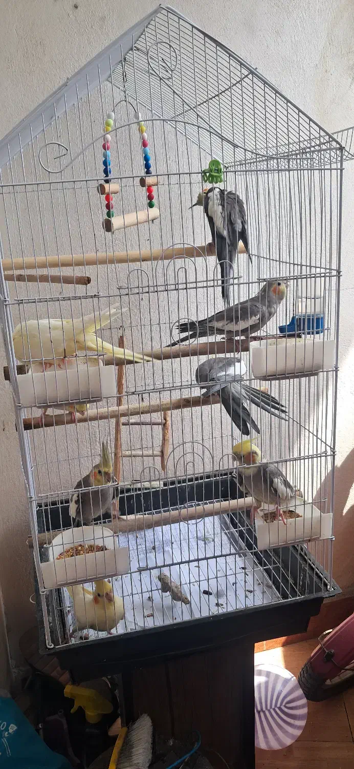 طوطی(عروس هلندی)|پرنده|صومعهسرا, |دیوار