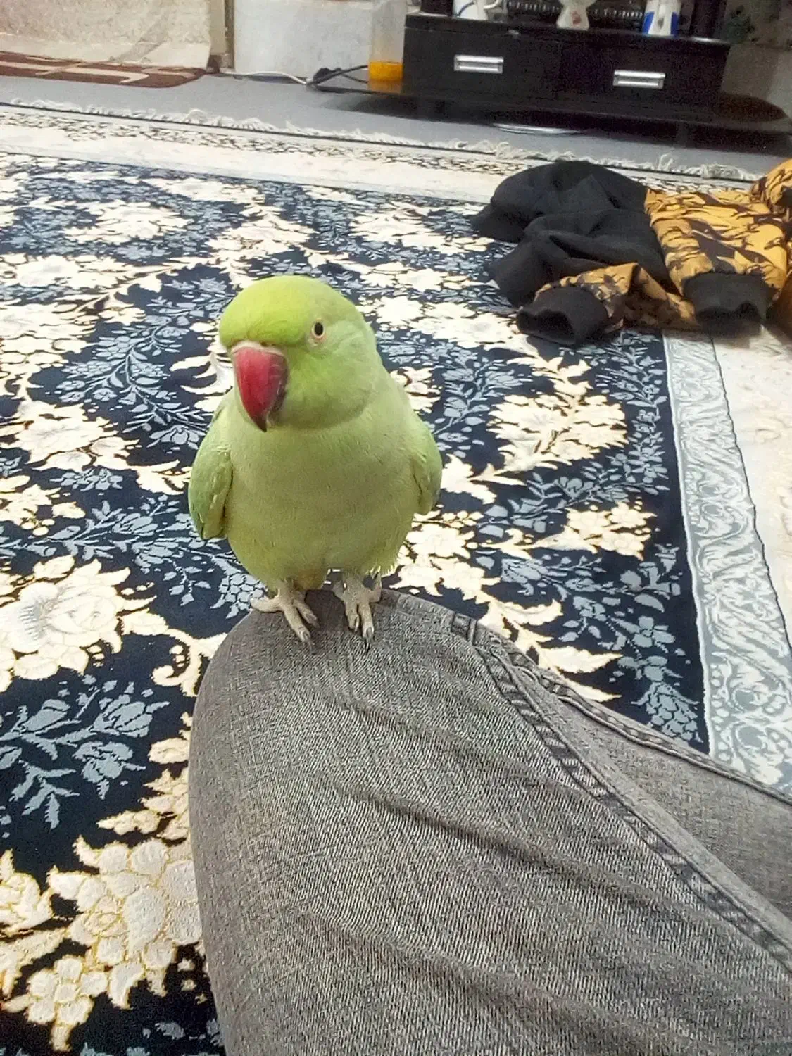 گمشده|حیوانات|کاشان, آیت الله سعیدی|دیوار